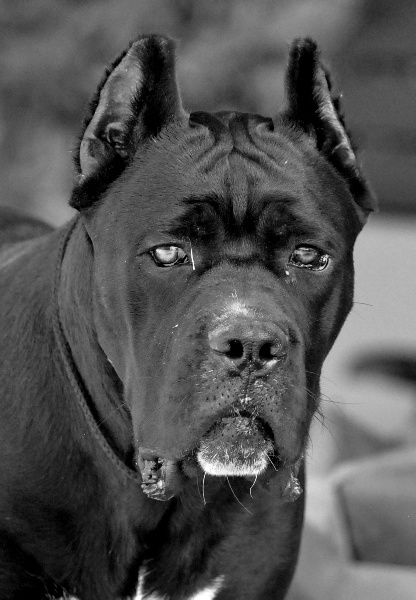 CH. Aslan king of nkm Andrax Gold