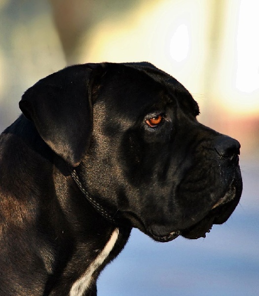 Great cerberus nkm de nobil rose