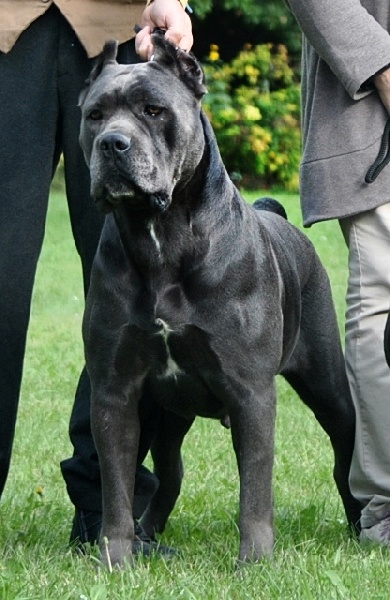 CH. Jasmine della Valle degli Orsi Ali